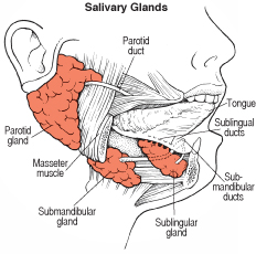 salivary
